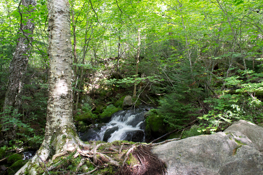 birch tree by falls