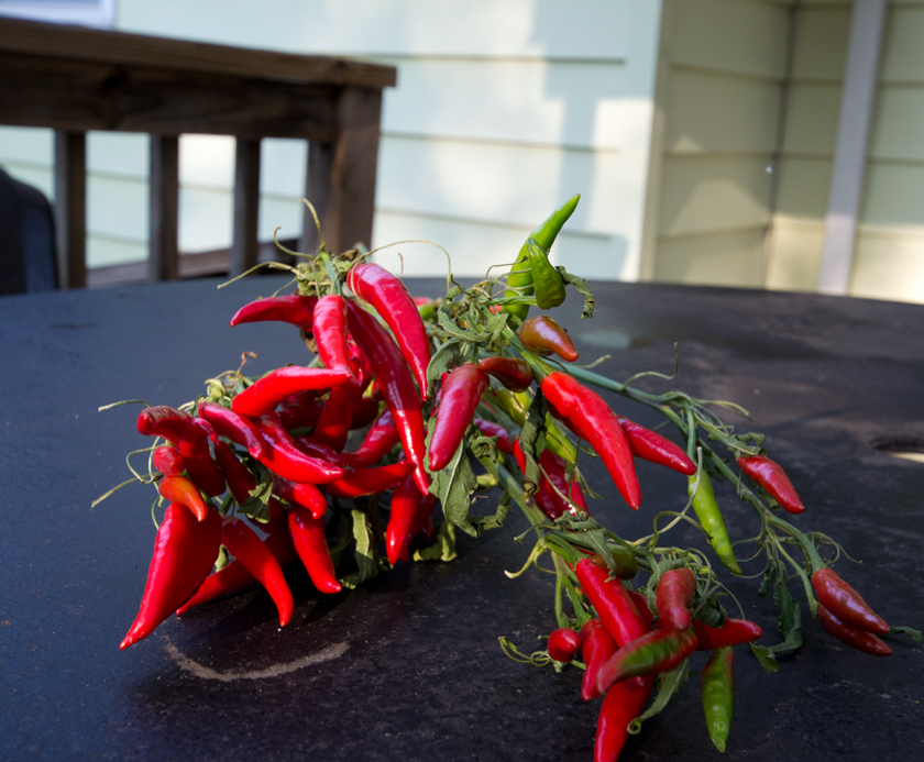 Thai hot peppers from the garden