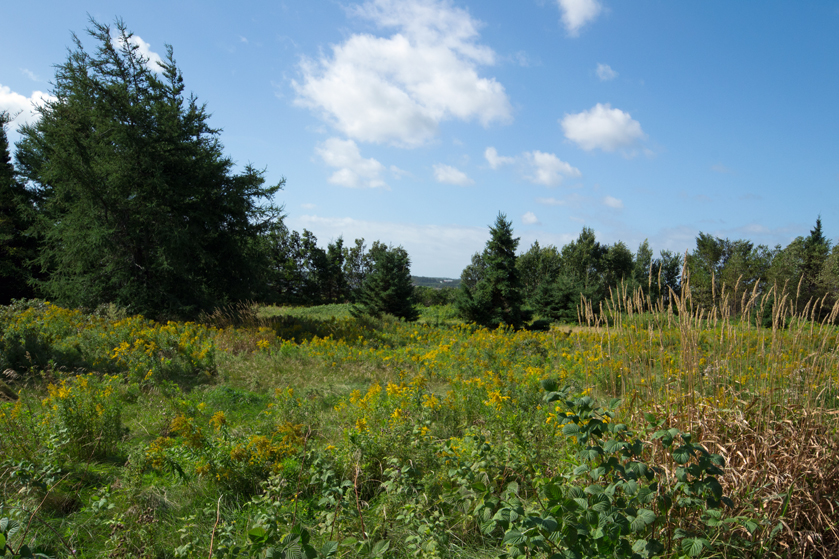 wildflower meadow