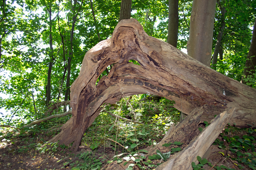 Hartshorne Woods: fallen tree