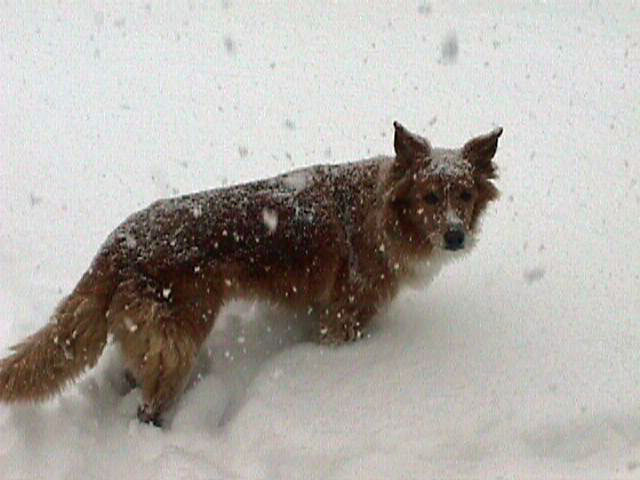 Kelly in the snow