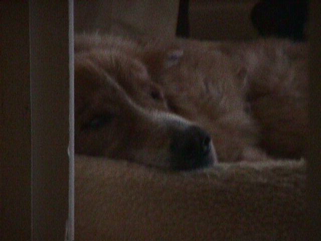 Kelly sleeping