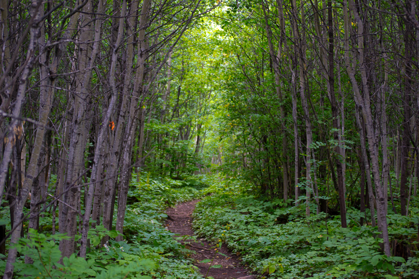 The path less taken