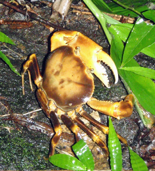 Dominica: Land crab