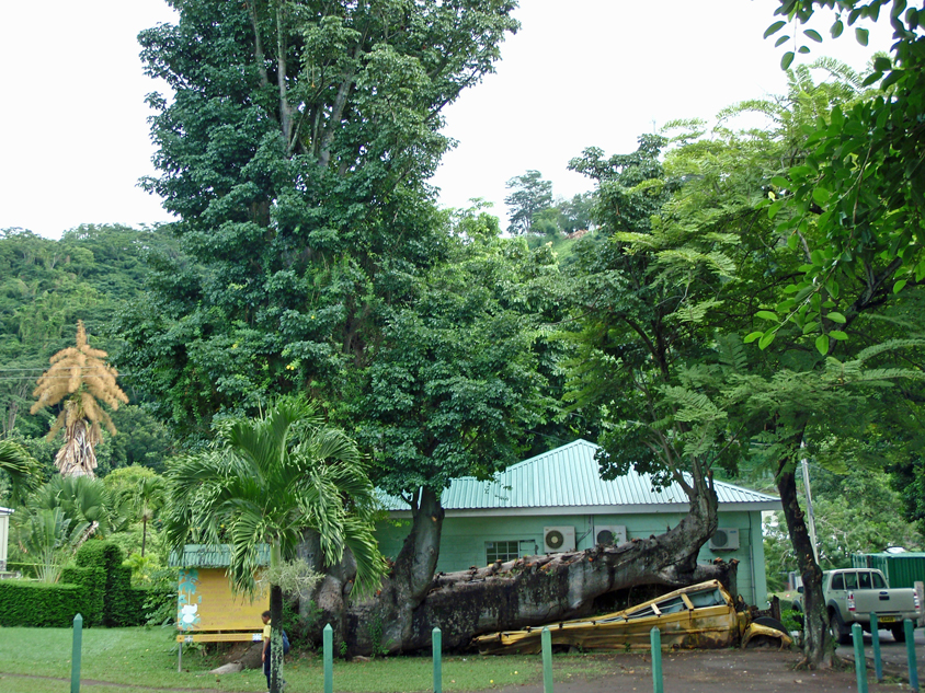 Dominica: Bus vs tree