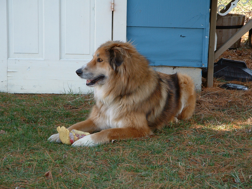 Peg in the back yard