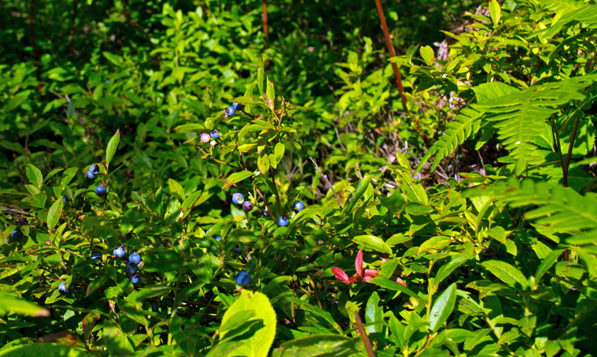 wild blueberries