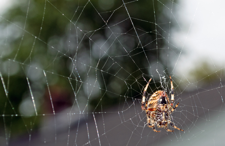 Huge spider on my deck