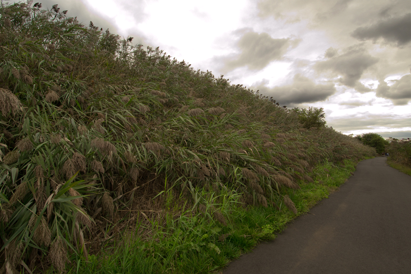 Grasses on the Henry Hudson Trail