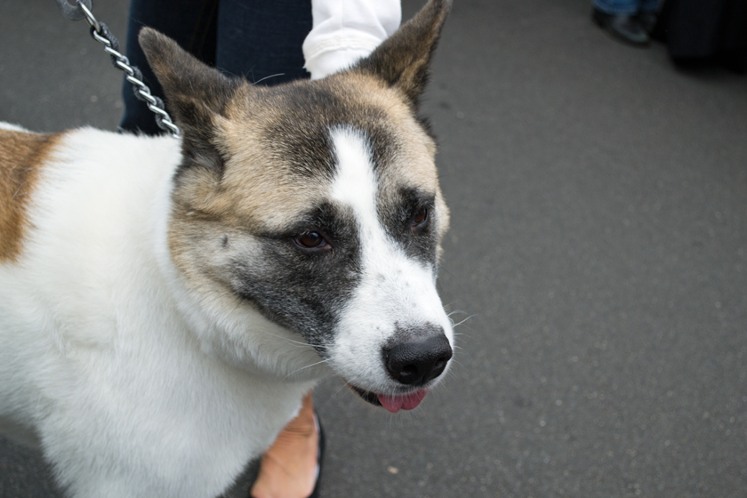 Dog at Blues Festival