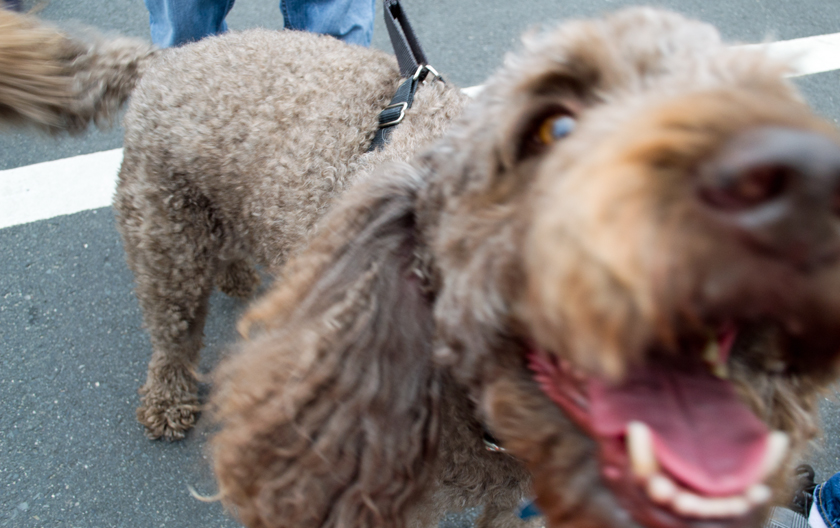 Everybody Loves a Labradoodle