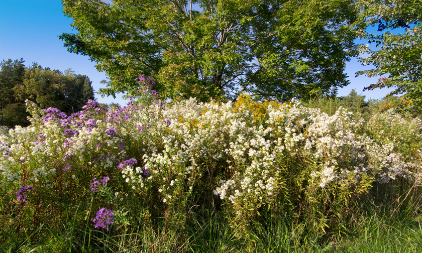Edinboro wildflowers