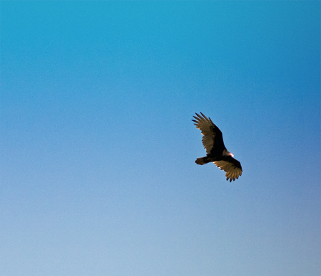 Turkey Vulture over the Twin Lights