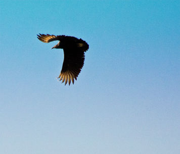 Turkey Vulture over Twin Lights