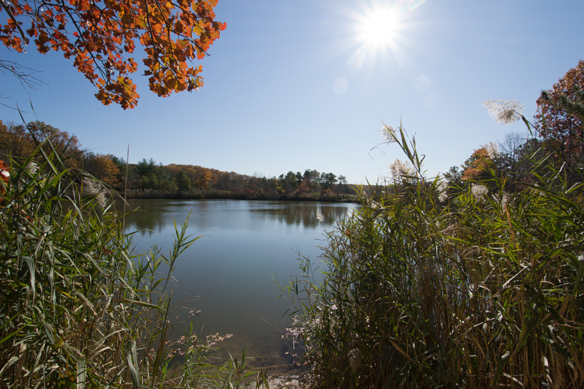 Salt Marsh in Cheesequake Park