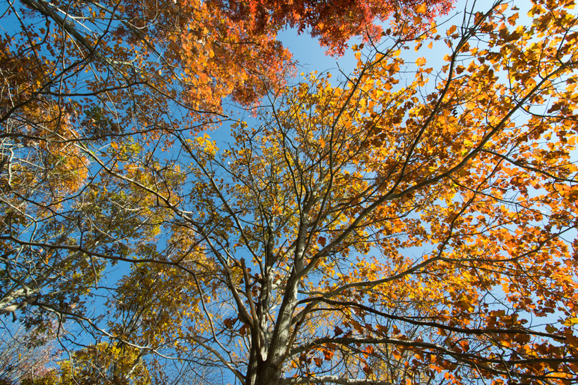 Leaves from below