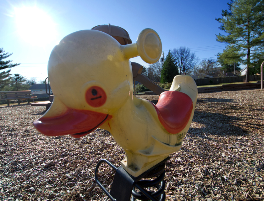 duck