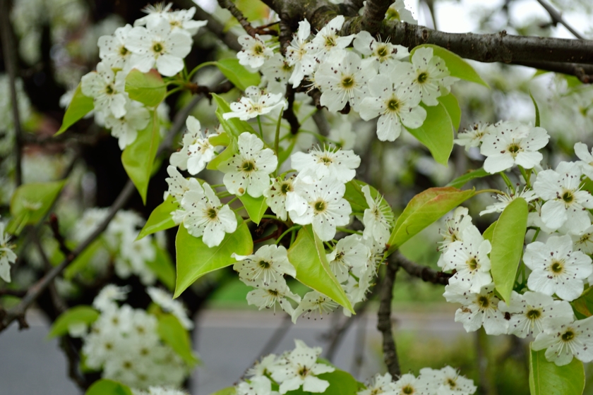 Flowering pear tree