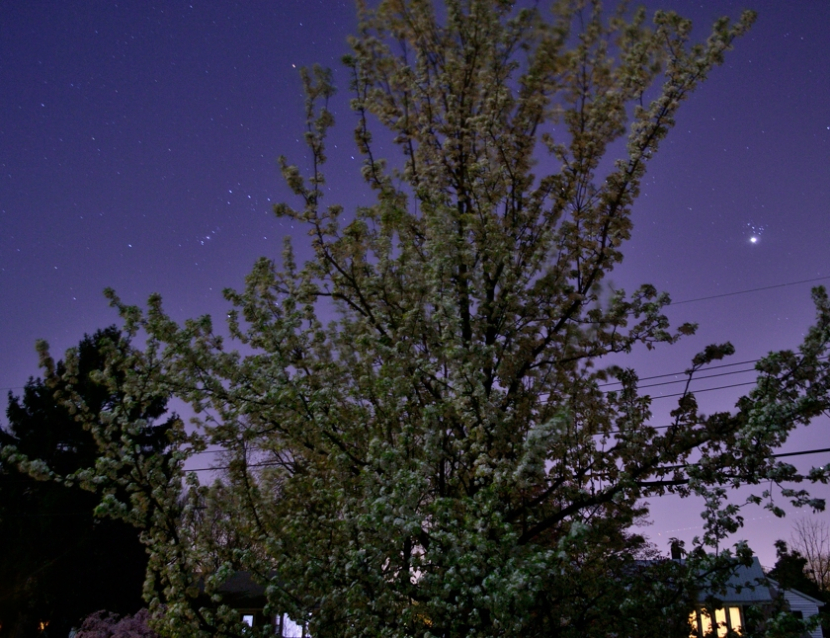 Night sky, pear blossoms