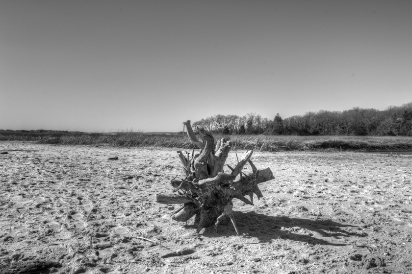 driftwood