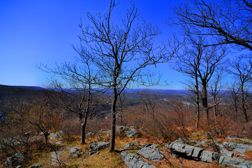 Trees on Mount Tammany 2