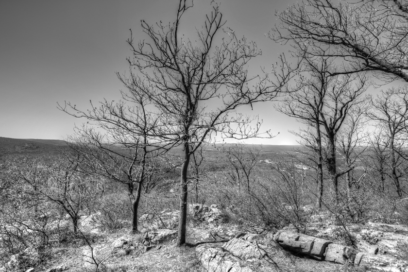 Trees on Mount Tammany