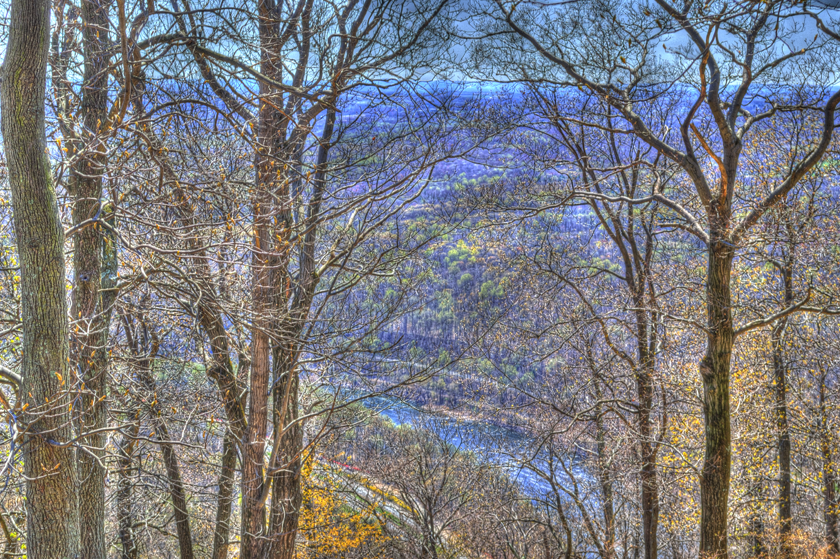 Trees on Mount Tammany