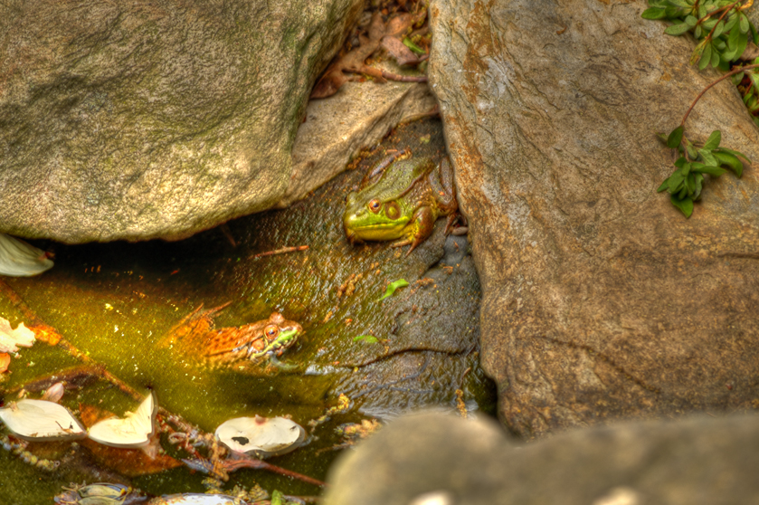 Frogs again