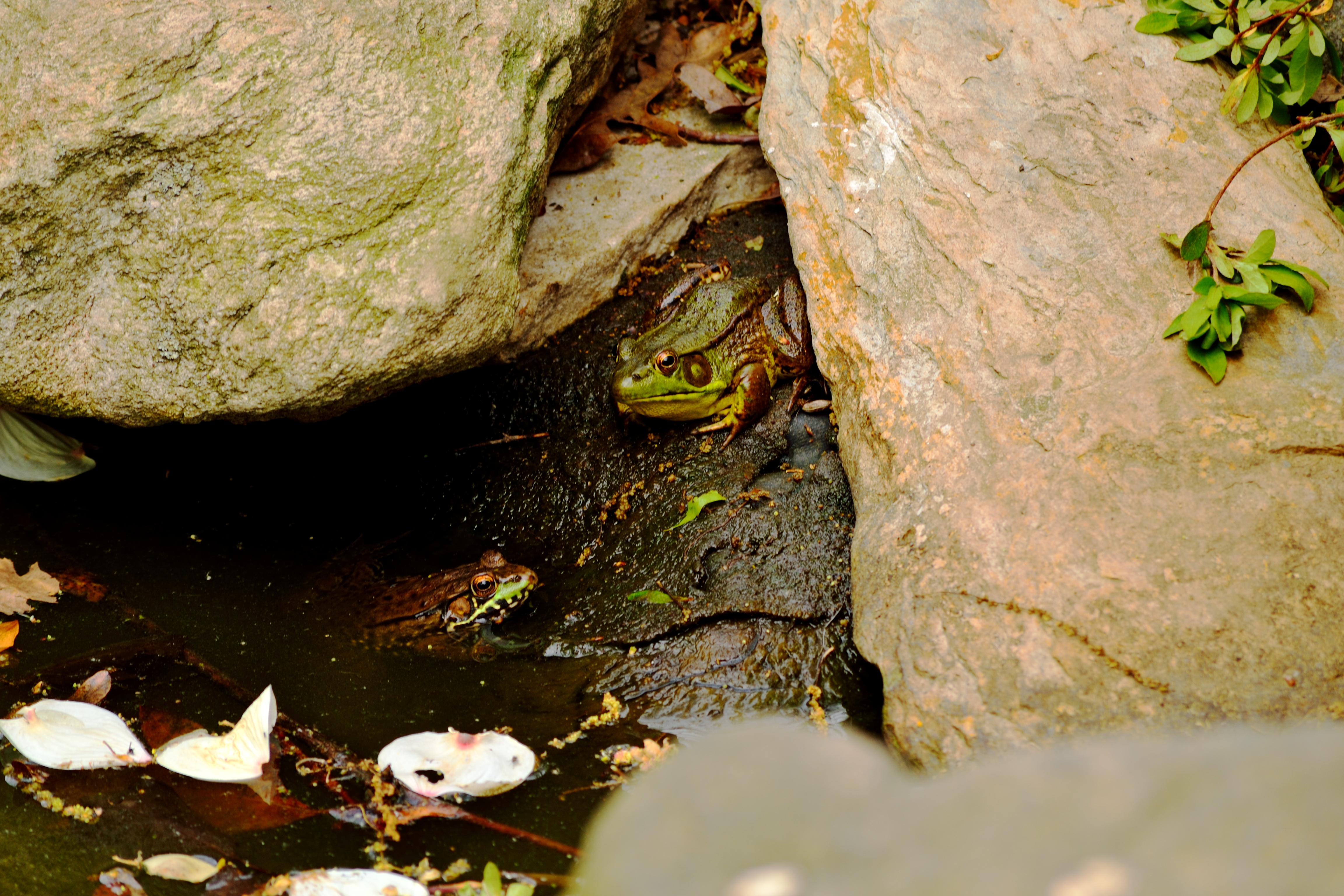 Frogs