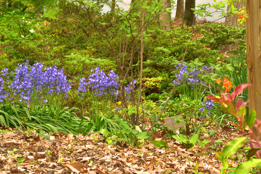 Azaleas at National Arboretum