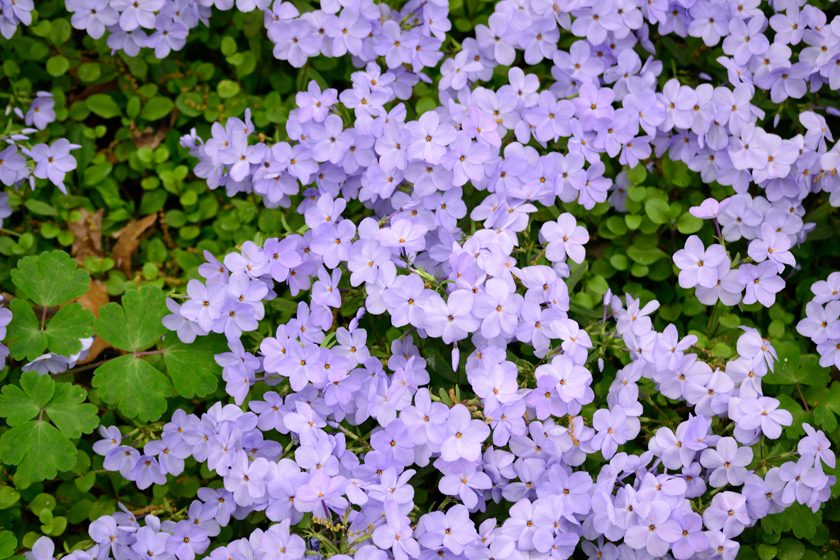 Flowers at the National Arboretum