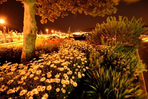 Daisies at night