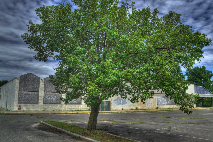 Tree at defunct plant store