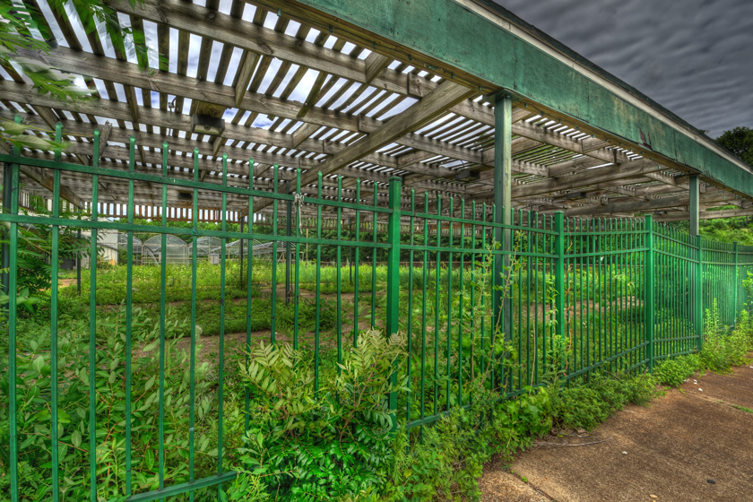 Plants reclaim the nursery