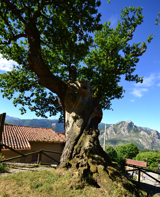 Ancient oak tree