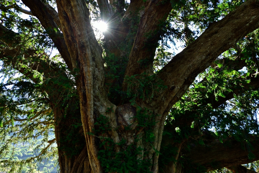 Light shining through the yew tree