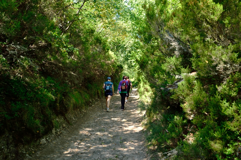 Some shade on the trail
