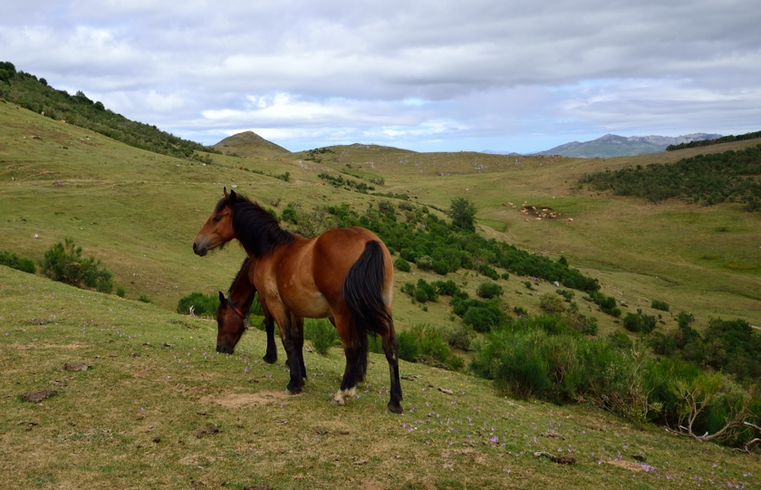 The trails in national parks are also pastures