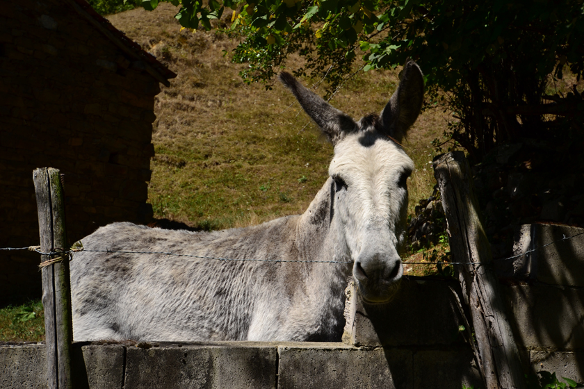 Friendly donkey