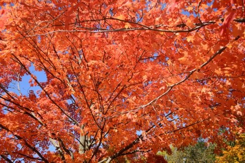 Autumn Leaves