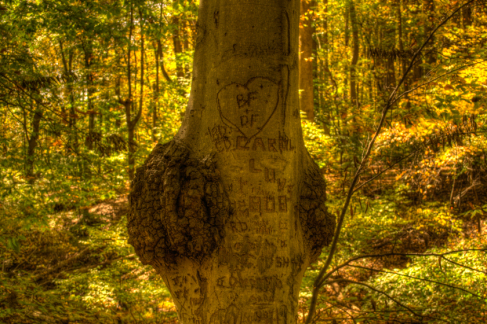Graffiti Tree