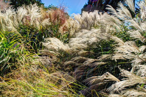 Going to Seed...