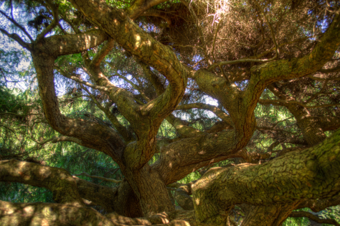 Tree in Deep Cut Gardens