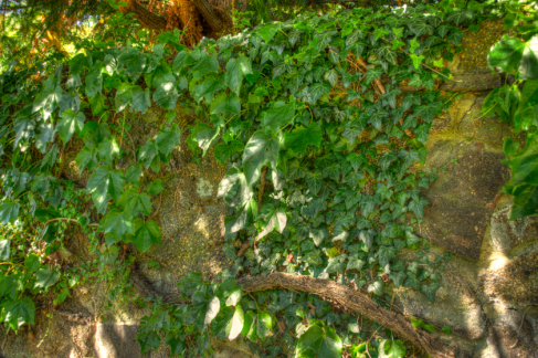 Ivy on the wall