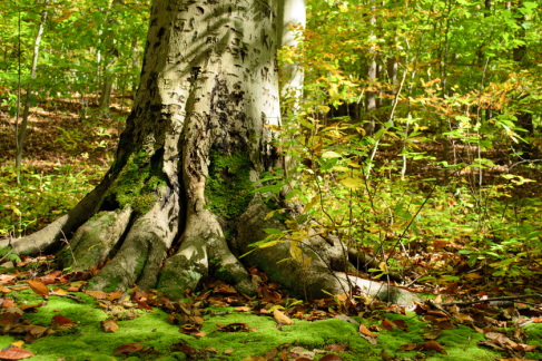Mossy Tree