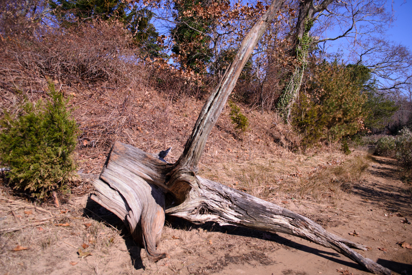 Driftwood by Claypit Creek