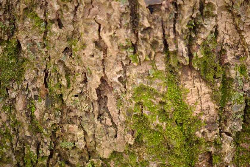 Moss