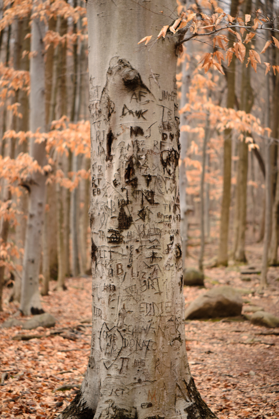 Graffiti Tree