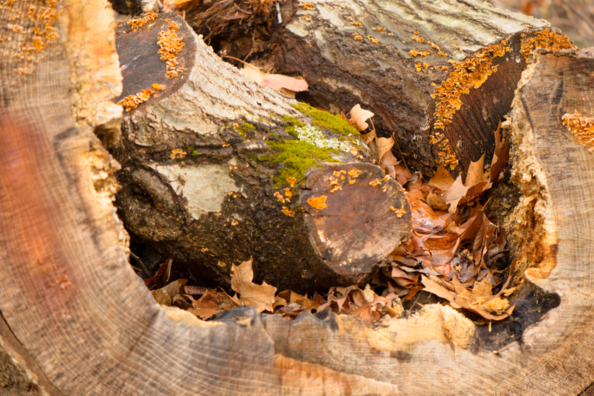 Logs