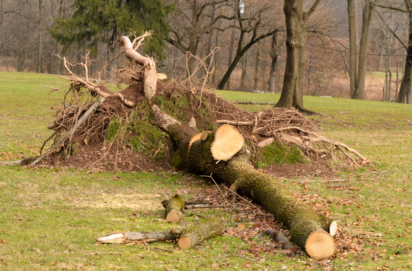 Downed Tree